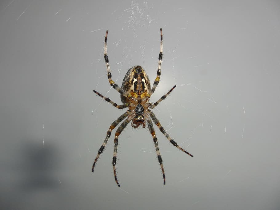 aranya, xarxa, teranyina, insecte, naturalesa, animal, aràcnids, món animal, fantasmal, temes d'animals, un animal, artròpode, invertebrat, animals a la natura, fauna animal, primer pla, zoologia, cap gent, a l'aire lliure, part del cos dels animals, fragilitat, longitud completa, cames d’animal, 2K