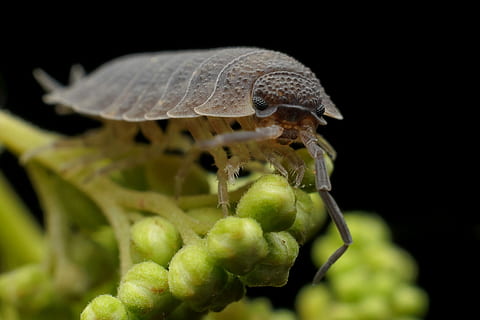 makrofotografering, Skrukketroll, armadillo, mark, bug, insekt, nærbilde, ett dyr, dyre temaer, dyreliv, dyr, dyr i naturen, anlegg, ingen folk, natur, virvelløse, svart bakgrunn, vekst, skjørhet, fokusere på forgrunnen, sårbarhet, selektiv fokusering, grønn farge, skjønnhet i naturen, studio skudd, 2K, CC0, offentlig domene, opphavsrett gratis