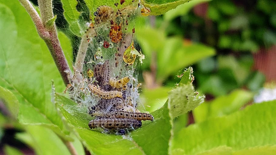 programació, pista, naturalesa, plagues, papallona, tancar, primavera, menjar, planta, etapa pupal, verd, jardí, paràsits, fruita, tierfrass, desert, ecologia, insecte, temes d'animals, animals a la natura, color verd, un animal, fauna animal, invertebrat, animal, full, part de la planta, primer pla, grup d’animals, aranya, aràcnids, cap gent, enfocament selectiu, bellesa a la natura, dia, a l'aire lliure, 5K