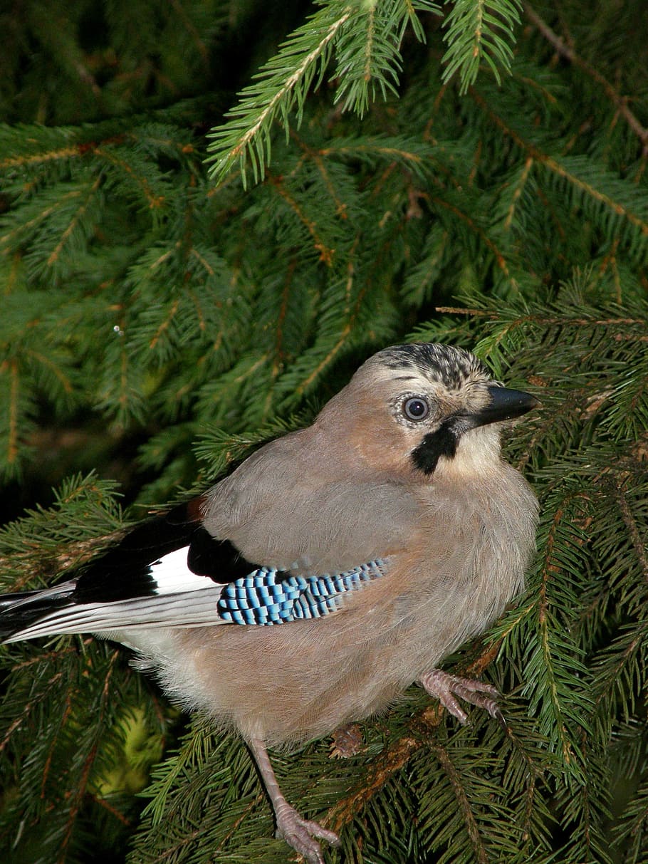 jay, ocell, naturalesa, bosc, temes d'animals, arbre, animal, planta, vertebrats, fauna animal, un animal, animals a la natura, cap gent, dia, primer pla, a l'aire lliure, branca, creixement, color verd, pi, centrar-se en primer pla, posat, arbre de coníferes, 2K