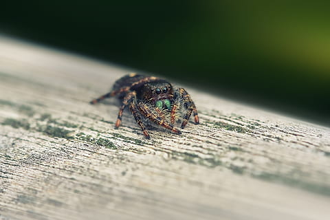 piccolo ragno, macro, minuscolo, ragno, natura, poco, insetto, predatore, vicino, Pericolo, animale, aracnide, piccolo, peloso, giardino, veleno, web, occhio, verde, pericoloso, pauroso, un animale, temi animali, animali allo stato selvatico, fauna selvatica, nessuno, sabbia, avvicinamento, invertebrato, messa a fuoco selettiva, legno - materiale, giorno, all'aperto, colore verde, parte del corpo animale, legna, tavola, tavolo, livello di superficie, 2K, CC0, dominio pubblico, privo di copyright