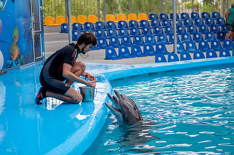 delfiny, delfinarium, trening, basen, woda, prawdziwi ludzie, jedna osoba, dziecko, mężczyźni, dzieciństwo, pełna długość, dzień, spędzania wolnego czasu, sport, styl życia, Edukacja, Natura, na dworze, nadmuchiwane, niewinność, 4K, CC0, domena publiczna, darmowe zdjęcia