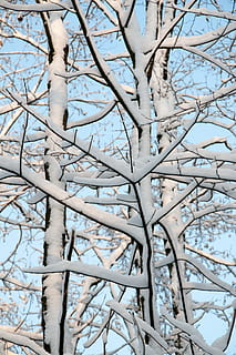 snø, vinter, vinterlig, kald, hvit, lys, busk, landskap, tre, anlegg, kaldtemperatur, gren, ingen folk, bare tre, natur, dag, full ramme, skjønnhet i naturen, bakgrunn, frossen, hvit farge, lav vinkel visning, ro, dekker, vekst, 4K, CC0, offentlig domene, opphavsrett gratis