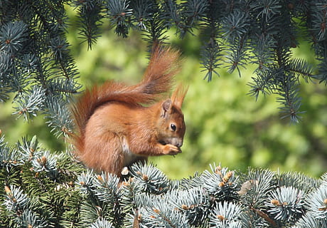 egern, natur, dyre temaer, træ, pattedyr, dyr, dyreliv, plante, et dyr, dyr i naturen, ingen mennesker, fyrretræ, Pinaceae, nåletræ, dag, hvirveldyr, udendørs, tæt på, leder, Brun, gnaver, overvejelse, 1080P, CC0, offentligt domæne, royaltyfrie