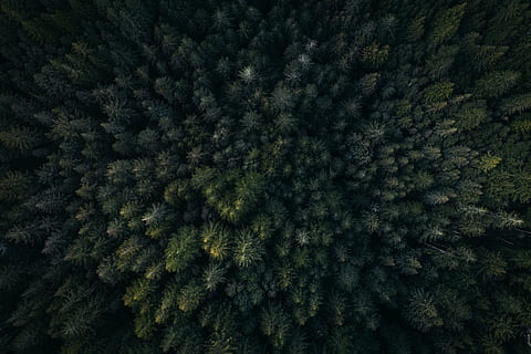 aerial, photography, pine trees, green, leaf, trees, plants, nature, outdoor, view, forest, tree, fir Tree, pine Tree, evergreen Tree, coniferous Tree, full frame, backgrounds, no people, growth, plant, green color, pattern, winter, day, beauty in nature, tranquility, close-up, cold temperature, snow, indoors, warm clothing, 5K, CC0, public domain, royalty free