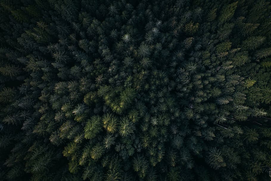 aèria, fotografia, pins, verd, full, arbres, plantes, naturalesa, a l'aire lliure, vista, bosc, arbre, avet, pi, arbre de fulla perenne, arbre de coníferes, marc complet, fons, cap gent, creixement, planta, color verd, patró, hivern, dia, bellesa a la natura, tranquil·litat, primer pla, temperatura de fred, neu, a l'interior, roba calenta, 5K