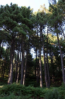 floresta, Pinhal, pinhões, pinho, natureza, árvore, Pinheiro, ao ar livre, plantar, terra, crescimento, beleza na natureza, tronco, tronco de árvore, tranquilidade, ninguém, dia, cena tranquila, cor verde, visão de baixo ângulo, cena não urbana, meio Ambiente, scenics - natureza, bambu - planta, árvore conífera, 2K, CC0, domínio público, royalty free