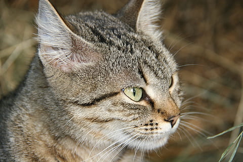 gatto, osservando, faccia di gatto, un animale, temi animali, animale, felino, mammifero, animali domestici, gatto domestico, domestico, parte del corpo animale, avvicinamento, testa di animale, nessuno, vertebrato, baffo, ritratto, parte del corpo, concentrarsi sulle conoscenze acquisite, occhio, occhio animale, soriano, aggressione, 2K, CC0, dominio pubblico, privo di copyright