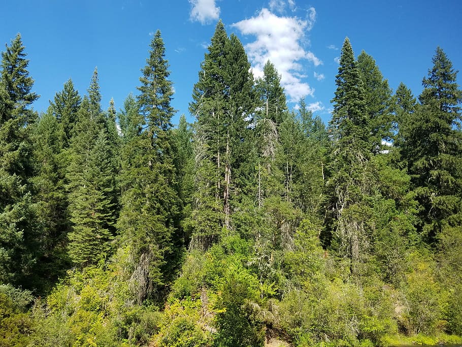 bosque, arboles, Oregón, naturaleza, paisaje, árbol, verano, escénico, natural, al aire libre, verde, ambiente, montaña, Pino, color verde, nadie, día, planta, belleza en la naturaleza, crecimiento, tranquilidad, escena tranquila, tierra, paisajes - naturaleza, escena no urbana, cielo, árbol conífero, luz del sol, idílico, árbol de hoja perenne, bosque de pinos, 4K