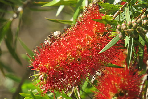 callistemon, goupillon, originaire de, des arbres, arbres indigènes, Naturel, des buissons, Australie, brosse, les plantes, des arbustes, la nature, fleur, feuille, feuilles, australien, flore, botanique, Couleur, brillant, rouge, jardin, été, cramoisi, épanouissement, fleurs, des oiseaux, personne, plante, journée, croissance, fermer, fraîcheur, beauté dans la nature, vulnérabilité, fragilité, plante à fleurs, mise au point sélective, se concentrer sur le premier plan, inflorescence, pétale, tête de fleur, en plein air, lumière du soleil, pollen, 4K, CC0, domaine public, libre de droits