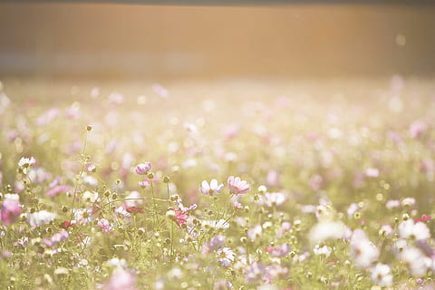 wood, light, landscape, field, background, backlight, blur, color, environment, fall, flora, flower field, flowers, focus, garden, grass, grassland, green, plants, summer, sun, flower, plant, flowering plant, freshness, selective focus, beauty in nature, no people, fragility, nature, springtime, pink color, tranquility, close-up, vulnerability, land, backgrounds, plain, copy space, outdoors, softness, flowerbed, 1080P, CC0, public domain, royalty free