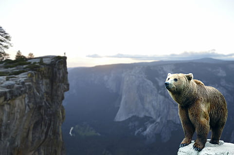 grizzly, bære, top, rock bjerg, bjerg, vente, landskab, natur, himmel, eventyr, dal, høj, dyre temaer, dyr, dyreliv, pattedyr, dyr i naturen, et dyr, hvirveldyr, ingen mennesker, skønhed i naturen, dag, klippe, rock-objekt, solid, bjergkæde, kopiere plads, scenics - natur, undervands-, udendørs, dyr hoved, 5K, CC0, offentligt domæne, royaltyfrie