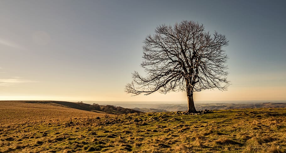 fotografia de paisatge, arbre, caure, naturalesa, colors de la tardor, paisatge de tardor, paisatge, colorit, arbre vell, cantal, auvergne, massís central, distaff, cel, medi ambient, planta, terra, bellesa a la natura, escenics - natura, tranquil·litat, camp, escena tranquil·la, arbre nu, cap gent, horitzó sobre la terra, arbre únic, escena no urbana, horitzó, a l'aire lliure, núvol - cel, semiàrid, 5K