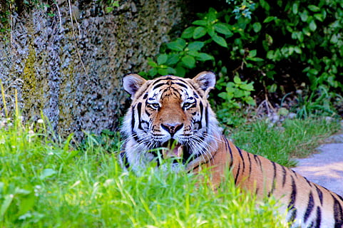 Tigre, Gato grande, depredador, gato, Tiergarten, zoo, hellabrunn tierpark, temas de animales, animal, fauna animal, animales en la naturaleza, un animal, felino, mamífero, naturaleza, planta, retrato, nadie, vertebrado, carnivora, día, mirando a la cámara, tierra, al aire libre, bigotes, gato no domesticado, cabeza de animal, 5K, CC0, dominio público, libre de derechos
