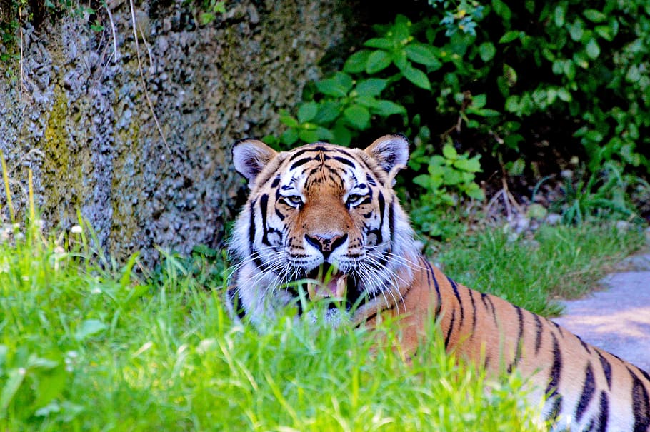 tigre, grande gatto, predatore, gatto, tiergarten, zoo, tierpark hellabrunn, temi animali, animale, fauna selvatica, animali allo stato selvatico, un animale, felino, mammifero, natura, pianta, ritratto, nessuno, vertebrato, carnivora, giorno, guardando la fotocamera, terra, all'aperto, baffo, gatto non addomesticato, testa di animale, 5K