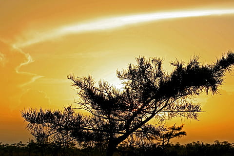solnedgang, landskab, himmel, farverig, træ, everglades, skyer, sump, florida, USA, lys, orange, gul, horisont, planter, silhuetter, sollys, fredfyldte, plante, silhuet, skønhed i naturen, scenics - natur, natur, ro, ingen mennesker, sky - himmel, orange farve, rolig scene, idyllisk, udendørs, rejsemål, vækst, afdeling, miljø, dramatisk himmel, nåletræ, 1080P, CC0, offentligt domæne, royaltyfrie