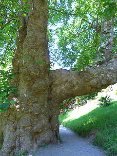 žurnalas, storas, didelis, galingas, storesnis stiebas, medis, tulpės medis, augalų, kryptis, kelias pirmyn, pobūdį, augimą, dieną, nėra žmonių, pėsčiųjų takas, kelias, lauke, medžio kamienas, bagažinė, architektūra, žalia spalva, ramybė, miškas, filialas, grožis gamtoje, mažėja perspektyva, 4K, CC0, Viešasis domenas, nemokamai