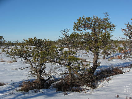 vinter, furu, bog, snø, natur, tre, frost, utendørs, kaldtemperatur, landskap, årstid, skog, hvit, anlegg, himmel, skjønnhet i naturen, klar himmel, ro, naturskjønnhet - natur, rolig scene, dag, ikke-urbane scene, land, vekst, ingen folk, dekker, vann, 4K, CC0, offentlig domene, opphavsrett gratis