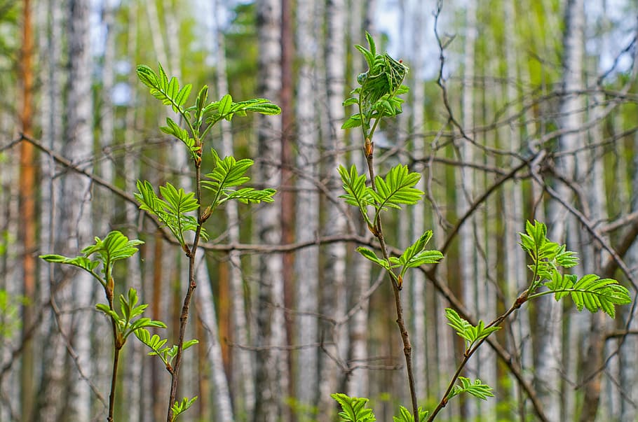 forår, ark, natur, grøn, grønne blade, greens, tæt på, plante, træer, levende natur, afdeling, nyre, forlader grønt, smuk, lyse, nuancer af grønt, vækst, grøn farve, dag, udendørs, ingen mennesker, fokus på forgrunden, blad, skønhed i naturen, plante del, træ, jord, Skov, miljø, landskab, botanik, blomst, nåletræ, fyrretræ, 4K