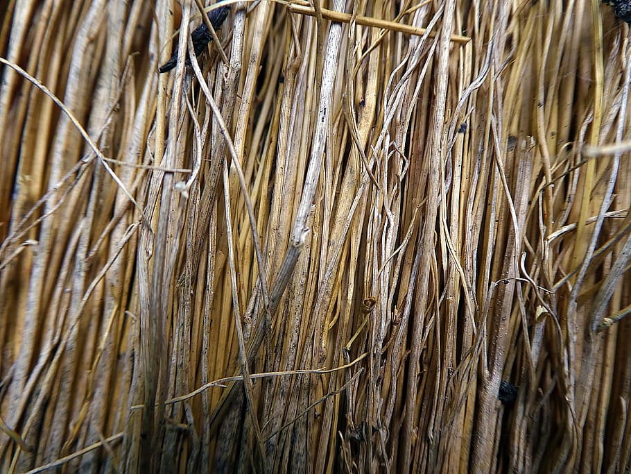 gyvel, natur, værktøj, fuld ramme, baggrunde, tør, plante, ingen mennesker, Brun, dag, tæt på, vækst, overflod, tekstureret, græs, død plante, tørret plante, udendørs, skønhed i naturen, selektiv fokusering, mønster, stor gruppe af objekter, 4K
