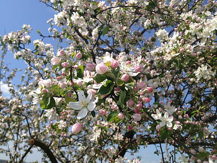 arbre, flors, pomera, primavera, rosa, flor rosa, naturalesa, jardí, arbre fruiter, mel d'abella, blanc, branques, vernal, bellesa, cel, fons, ornamentals, cel blau, floració, planta amb flors, flor, planta, fragilitat, creixement, frescor, bellesa a la natura, vulnerabilitat, branca, dia, vista d’angle baix, cap gent, primer pla, color rosa, flor de cirerer, a l'aire lliure, cap de flor, cirerer, 2K, CC0, domini públic, lliure de regalies