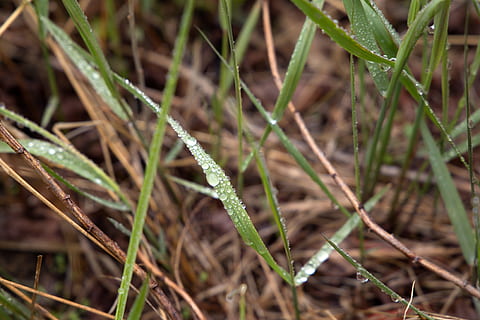 gress, makro, natur, regnvann, regn, vann, nærbilde, anlegg, blad, utendørs, grønn farge, vekst, dag, fokusere på forgrunnen, felt, ingen folk, skjønnhet i naturen, land, selektiv fokusering, ro, plante del, våt, skjørhet, gresstrå, dugg, 4K, CC0, offentlig domene, opphavsrett gratis