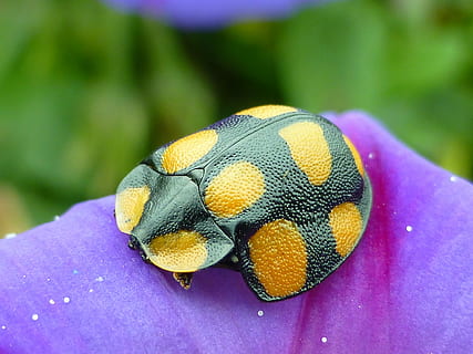 insetto, arancia, scarafaggio, piccolo, natura, temi animali, animale, fauna selvatica, avvicinamento, un animale, animali allo stato selvatico, giallo, invertebrato, giorno, bellezza nella natura, concentrarsi sulle conoscenze acquisite, all'aperto, nessuno, parte del corpo animale, viola, fiore, pianta, 4K, CC0, dominio pubblico, privo di copyright