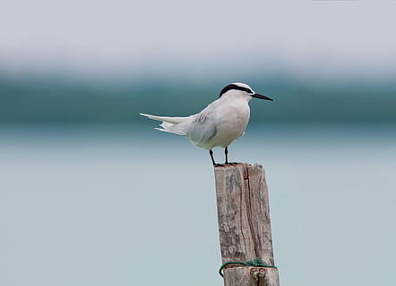 white, black, perching, branch, bird, area program services, break, tropical, widi islands, halmahera islands, indonesia, one animal, wood - material, animal wildlife, wooden post, animal themes, animals in the wild, focus on foreground, outdoors, animal, vertebrate, post, day, full length, no people, nature, side view, barrier, boundary, seagull, profile view, 2K, CC0, public domain, royalty free