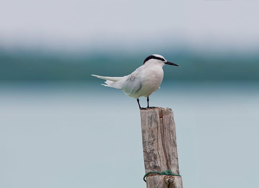 blanc, negre, posat, branca, ocell, serveis de programes d’àrea, trencar, tropical, illes widi, illes halmahera, indonèsia, un animal, material de fusta, fauna animal, post de fusta, temes d'animals, animals a la natura, centrar-se en primer pla, a l'aire lliure, animal, vertebrats, publicació, dia, longitud completa, cap gent, naturalesa, vista lateral, barrera, límit, gavina, vista del perfil, 2K