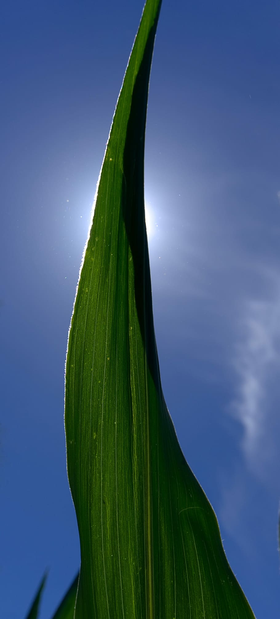 blat de moro, full, llum de fons, sol, fulla de blat de moro, raig de sol, cel, blau, verd, fulles, fulles de blat de moro, naturalesa, planta, color verd, cap gent, creixement, a l'aire lliure, vista d’angle baix, part de la planta, bellesa a la natura, dia, primer pla, tranquil·litat, llum solar, cel clar, frescor, terra, 5K