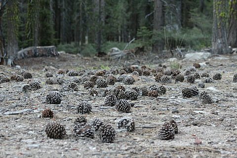 Tannenzapfen viel, Boden, braun, Kiefernzapfen, Gründe, Tannenzapfen, Baum, Kiefer, Wald, Kiefernnadel, Land, Pflanze, keine Leute, Natur, Tier, Tierwelt, Tierthemen, Umgebung, Tag, Tiere in freier Wildbahn, Schönheit in der Natur, Landschaft, draußen, Wasser, Szenen - Natur, Fluss, Fokus auf den Vordergrund, Nicht-städtische Szene, Sumpf, Kiefernwald, Nadelbaum, 5K, CC0, gemeinfrei, lizenzfrei