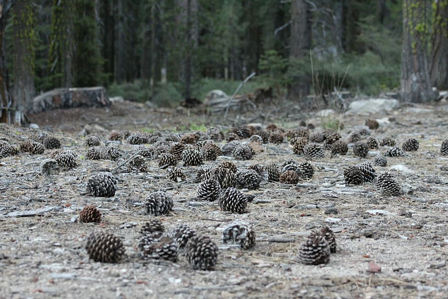 lot de con de pi, sòl, marró, pinyes, motius, pinya de pi, arbre, pi, bosc, agulla de pi, terra, planta, cap gent, naturalesa, animal, fauna animal, temes d'animals, medi ambient, dia, animals a la natura, bellesa a la natura, paisatge, a l'aire lliure, aigua, escenics - natura, riu, centrar-se en primer pla, escena no urbana, pantà, bosc de pi, arbre de coníferes, 5K