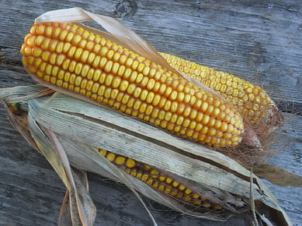 Mais, giallo, l'orecchio, autunno, raccogliere, verdure, vetegarianskij, verdura, pannocchia, mais dolce, cibo, cibo e bevande, benessere, mangiare sano, freschezza, avvicinamento, natura morta, nessuno, vista dall'alto, tavolo, giorno, cibo crudo, legno - materiale, raccolto, all'aperto, cibo vegetariano, 1080P, CC0, dominio pubblico, privo di copyright
