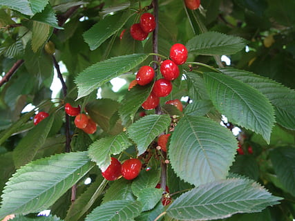 cirera, vermell, fruita, fruita vermella, dolç, vacances, menjar i beguda, menjar, part de la planta, full, alimentació saludable, color verd, creixement, planta, frescor, arbre, benestar, naturalesa, primer pla, dia, fruites de baies, cap gent, madur, a l'aire lliure, cirerer, 2K, CC0, domini públic, lliure de regalies