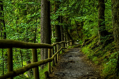 camino, alto, arboles, tiempo de día, marrón, de madera, cerca, verde, hoja, hierba, planta, al aire libre, aventuras, bosque, viaje, excursionismo, naturaleza, color verde, árbol, día, nadie, tronco de arbol, belleza en la naturaleza, scenics, tierra, crecimiento, tranquilidad, el maletero, dirección, el camino a seguir, escena tranquila, sendero, barandilla, 5K, CC0, dominio público, libre de derechos
