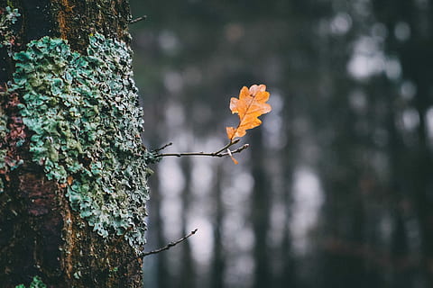 selective, focus photography, withered, leaf, tree, forest, colour, autumn, plant, flower, flowering plant, trunk, tree trunk, beauty in nature, nature, fragility, close-up, freshness, focus on foreground, vulnerability, no people, growth, day, outdoors, flower head, selective focus, botany, 2K, CC0, public domain, royalty free