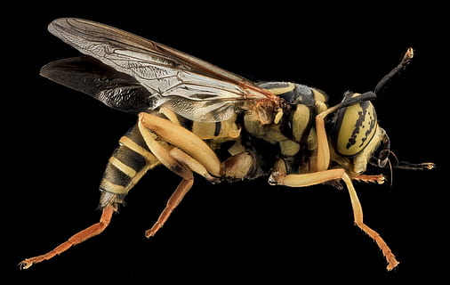 close, photo, yellow, jacket, Hover Fly, Macro, Mounted, Close Up, yellow jacket mimic, wings, insect, yellow and black, spilomyia longicornis, nature, wildlife, small, animal, close-up, animal Wing, bee, black Color, one animal, animal wildlife, animal themes, black background, animals in the wild, studio shot, indoors, invertebrate, animal body part, no people, zoology, full length, cut out, animal leg, 2K, CC0, public domain, royalty free