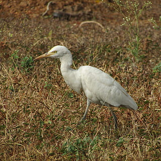 egret, india, wildlife, environment, ecology, beak, wetland, conservation, outdoors, grass, feather, habitat, fly, outdoor, marshland, meadow, season, wing, animal themes, animal, animal wildlife, bird, animals in the wild, vertebrate, one animal, no people, land, white color, nature, day, focus on foreground, field, plant, side view, 2K, CC0, public domain, royalty free