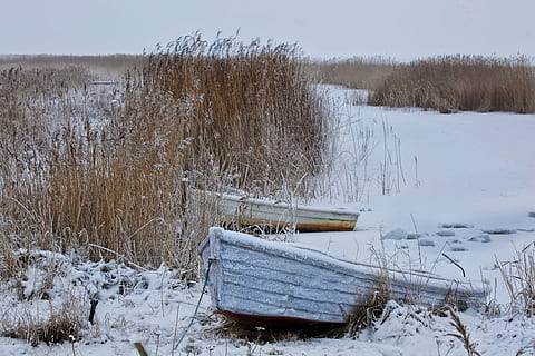 hiver, neige, hivernal, démarrage, roseau, barques, température froide, personne, la nature, journée, tranquillité, plante, terre, champ, scène tranquille, couvrant, beauté dans la nature, scène non urbaine, couleur blanche, paysages - nature, arbre, environnement, bois - matériau, en plein air, 5K, CC0, domaine public, libre de droits