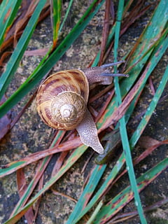 sniglar, gräs, landskap, mollusk, gastropod, djurteman, djurliv, snigel, djur-, ryggradslös, skal, ett djur, djur i det vilda, närbild, djurskal, inget folk, blad, växtdel, natur, högvinkelvy, leda, växt, djur kroppsdel, krypande, 2K, CC0, offentligt domän, royaltyfria