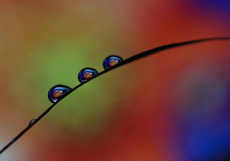 gotas, macro, reflexão, agua, fechar-se, ninguém, foco seletivo, solta, molhado, focar em primeiro plano, dentro de casa, multi colorido, plantar, natureza, beleza na natureza, fundo colorido, vermelho, caule vegetal, único objeto, close-up extremo, cabo, fragilidade, pureza, orvalho, lâmina de grama, 2K, CC0, domínio público, royalty free