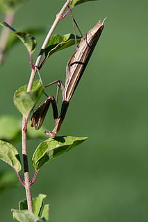 Modliszka, owad, robaki, drapieżnik, Natura, Zielony, zwierzę, zbliżenie, makro, zwierzęca przyroda, tematy zwierzęce, bezkręgowy, zwierzęta na wolności, roślina, jedno zwierzę, skupić się na pierwszym planie, zielony kolor, dzień, piękno natury, część rośliny, żadnych ludzi, liść, wzrost, na dworze, skrzydło zwierzęce, 5K, CC0, domena publiczna, darmowe zdjęcia