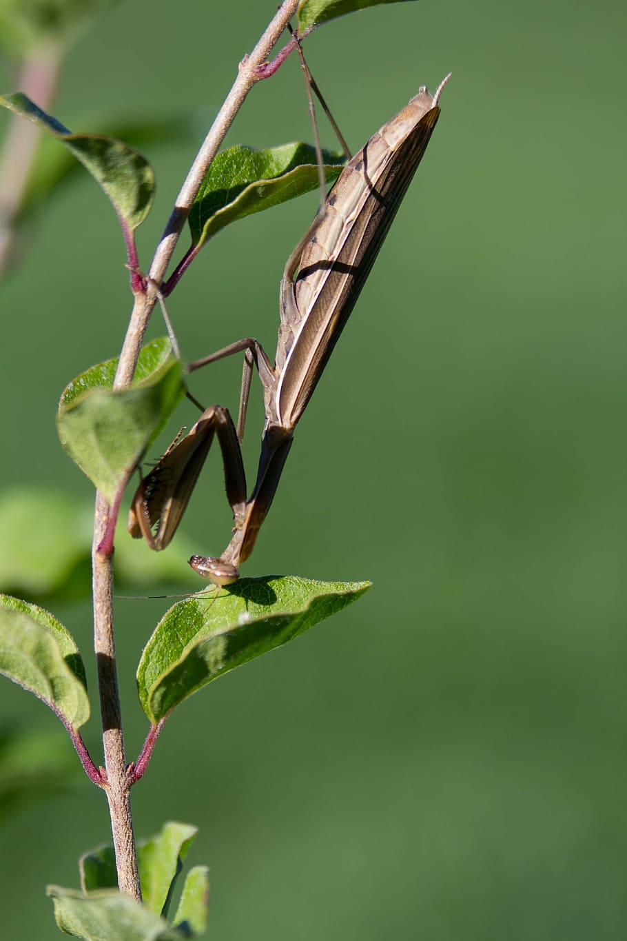 Mantis religiosa, insecte, errors, depredador, naturalesa, mantis, verd, animal, primer pla, macro, fauna animal, temes d'animals, invertebrat, animals a la natura, planta, un animal, centrar-se en primer pla, color verd, dia, bellesa a la natura, part de la planta, cap gent, full, creixement, a l'aire lliure, ala dels animals, 5K