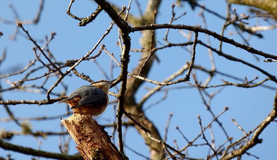 pica-pau, pássaro, árvore, filiais, natureza, azul, ar, jardim, fevereiro, Luxemburgo, ramo, vertebrado, animais em estado selvagem, empoleirar, animais selvagens, animal, temas animais, visão de baixo ângulo, plantar, um animal, céu, árvore nua, céu limpo, dia, ninguém, focar em primeiro plano, ao ar livre, 4K, CC0, domínio público, royalty free