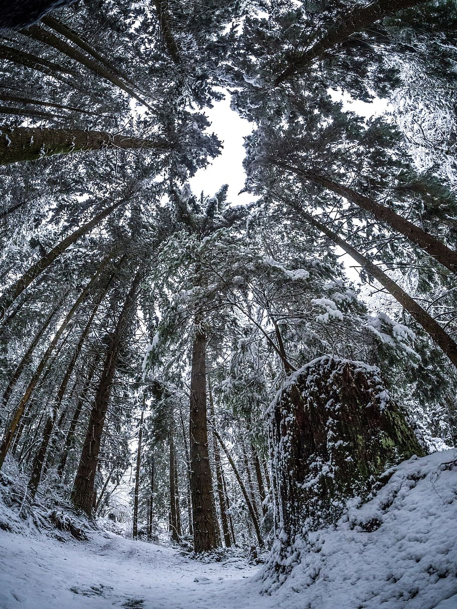 vinter, Skov, sti, høj fyr, snedækket, lav vinkel, fish eye lens, træ, plante, kold temperatur, sne, skønhed i naturen, jord, træstamme, scenics - natur, bagagerum, ingen mennesker, ro, vækst, dækker, natur, rolig scene, dag, afdeling, udendørs, træ baldakin, nåletræ, 4K