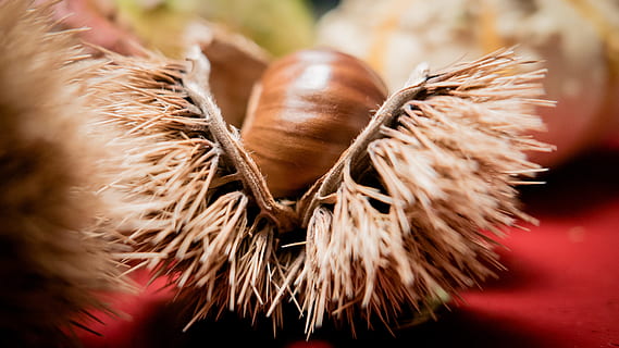 castan, coajă, fructe cupe, castan de castane, înţepător, buchengewaechs, pinten, fructe de nucă, Kesehatan, castane, Marroni, Maroni, fruct, alimente, toamnă, fructe, mânca, natură, nutriție, fructe de toamnă, comestibil, toamna decor, plantă, specialitate, maro, a închide, selectiv, nici o persoana, în interior, zi, mancare si bautura, bunăstare, să se concentreze asupra primelor elemente, prospeţime, mâncat sănătos, agricultură, a decupa, mancare cruda, organic, în aer liber, planta de cereale, 4K, CC0, domeniu public, fără drepturi de autor