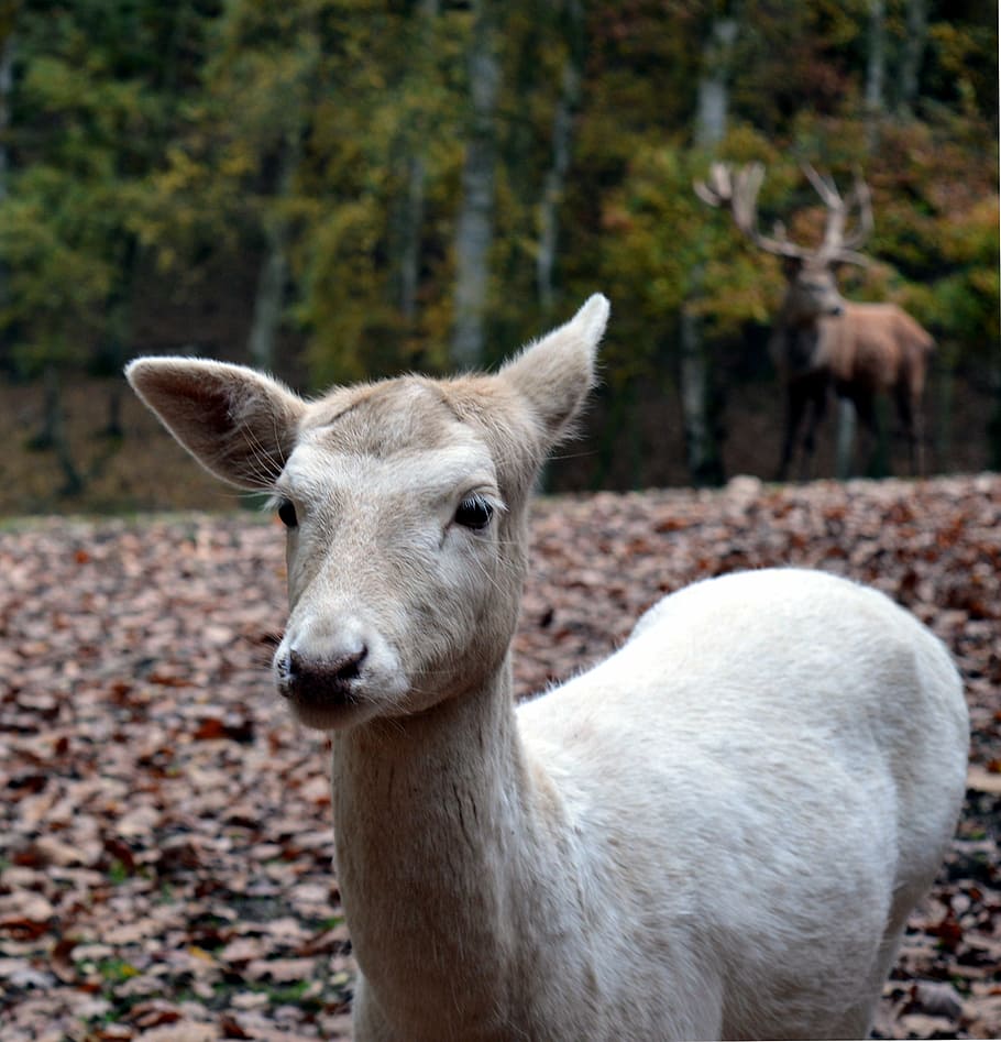 กวางยอง, ป่า, Scheu, ปิด, ธรรมชาติ, หญิง, กวางตัวเมีย, capreolus capreolus, กวาง, สัตว์ที่เคี้ยวเอื้อง, กินหญ้า, Ricke, กระโดด, ความสนใจ, สัตว์, สัตว์หนึ่งตัว, ธีมสัตว์, สัตว์ป่า, มองที่กล้อง, กลางแจ้ง, วัน, สัตว์ในป่า, ภาพเหมือน, ไม่มีคน, ใกล้ชิด, เลี้ยงลูกด้วยนม, ที่ดิน, มีกระดูกสันหลัง, สนาม, มุ่งเน้นไปที่เบื้องหน้า, สัตว์เลี้ยง, ต้นไม้, ปศุสัตว์, ซึ่งกินพืชเป็นอาหาร, หัวสัตว์, สีเทาแกมเหลือง, 4K