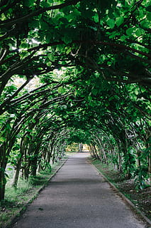 galeria del jardí, jardí, galeria, naturalesa, arbre, sendera, a l'aire lliure, bosc, color verd, full, carrer, planta, carretera, cap gent, estiu, parc - l'home va fer espai, el camí a seguir, direcció, creixement, perspectiva decreixent, bellesa a la natura, part de la planta, transport, dia, fullatge, tranquil·litat, terra, fulles, treelined, copa de l'arbre, 4K, CC0, domini públic, lliure de regalies