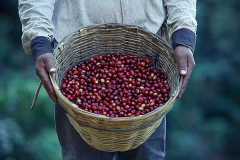 coffe, work, field, basket, food and drink, food, container, one person, healthy eating, freshness, fruit, holding, agriculture, wicker, midsection, adult, focus on foreground, red, close-up, wellbeing, day, harvesting, hand, ripe, farmer, outdoors, 5K, CC0, public domain, royalty free
