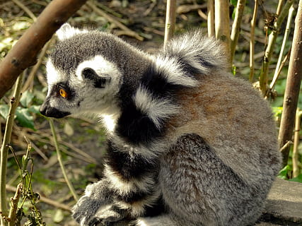 Maki, Lemure, apina, kädelliset, nisäkäs, luonto, katsella, söpö, kädellisillä lajeilla, katse, utelias, eläin, Madagaskar, raidallinen, pyrstö, sademetsä, Ringed, prosimian, eläinten teemoja, eläinten villieläimet, eläimiä, yksi eläin, selkärankainen, ei ihmisiä, päivä, keskittyä etualalle, puoliapina, kasvi, ulkona, katse pois, lähikuva, näköinen, maa, kädellinen, rentoutuminen, 4K, CC0, public domain, rojaltivapaa